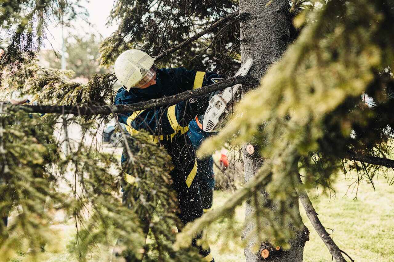 The Steps Involved in Our Tree Care Process in Fort Washington, MD